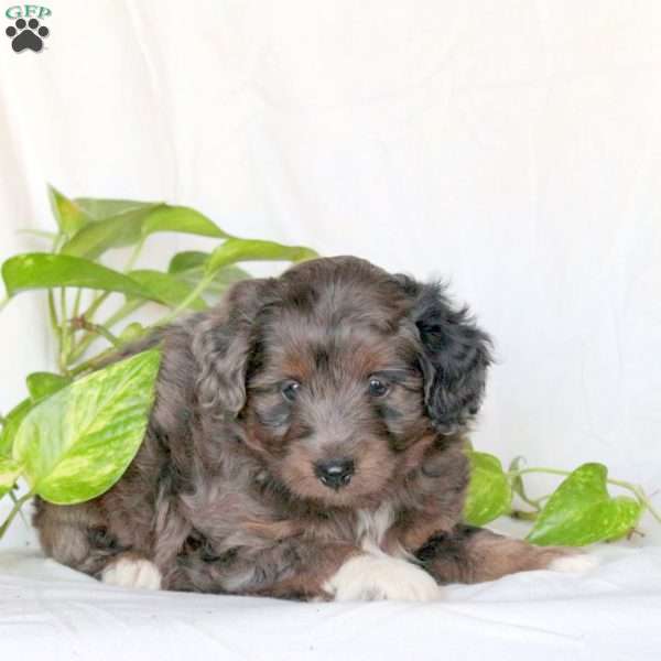 Spencer, Mini Aussiedoodle Puppy