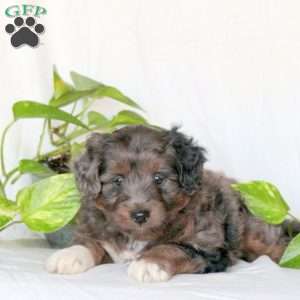 Spencer, Mini Aussiedoodle Puppy