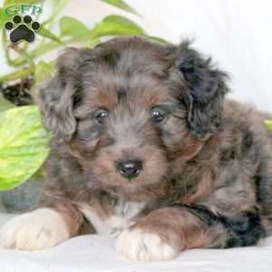Spencer, Mini Aussiedoodle Puppy