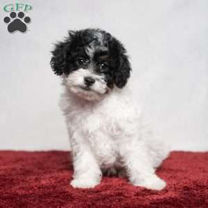 Spice, Cavapoo Puppy