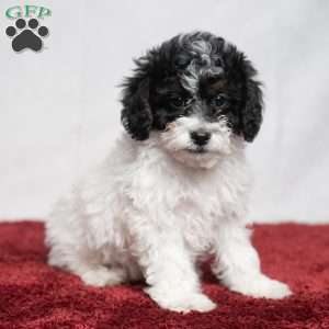 Spice, Cavapoo Puppy