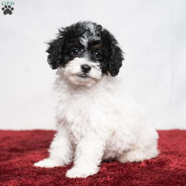 Spice, Cavapoo Puppy