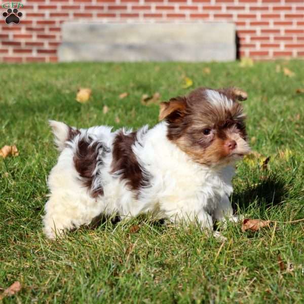 Spiffy, Yorkie Puppy