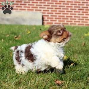 Spiffy, Yorkie Puppy