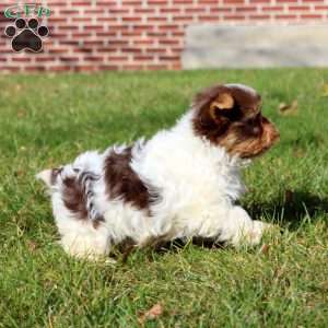 Spiffy, Yorkie Puppy