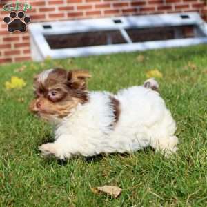 Spiffy, Yorkie Puppy