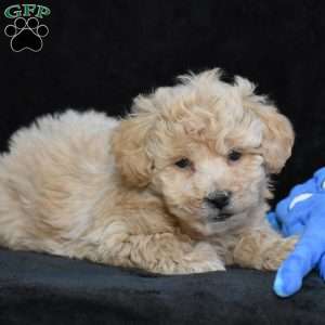 Spike, Bich-Poo Puppy