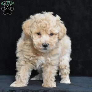 Spike, Bich-Poo Puppy