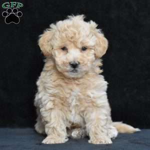 Spike, Bich-Poo Puppy