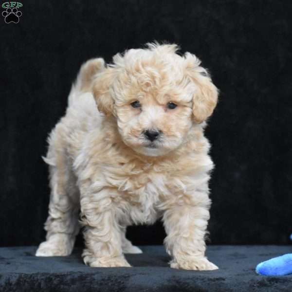 Spike, Bich-Poo Puppy