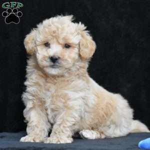 Spike, Bich-Poo Puppy