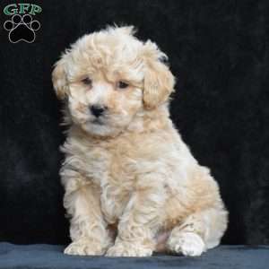 Spike, Bich-Poo Puppy