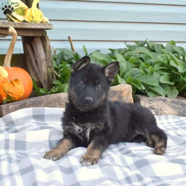 Spirit, German Shepherd Puppy
