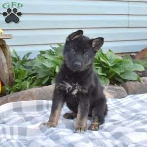 Spirit, German Shepherd Puppy