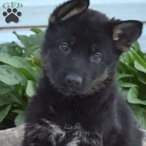 Spirit, German Shepherd Puppy