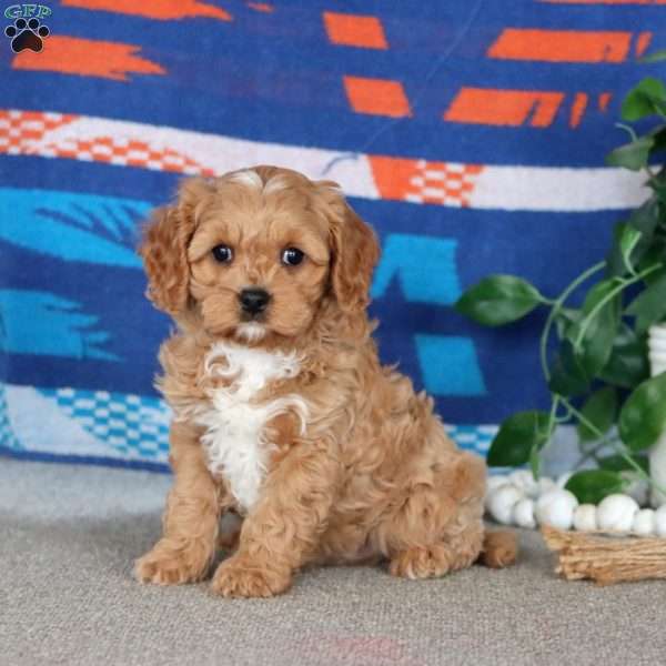 Splash, Cavapoo Puppy