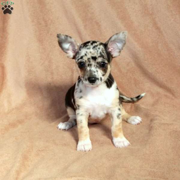 Splashy, Chihuahua Puppy