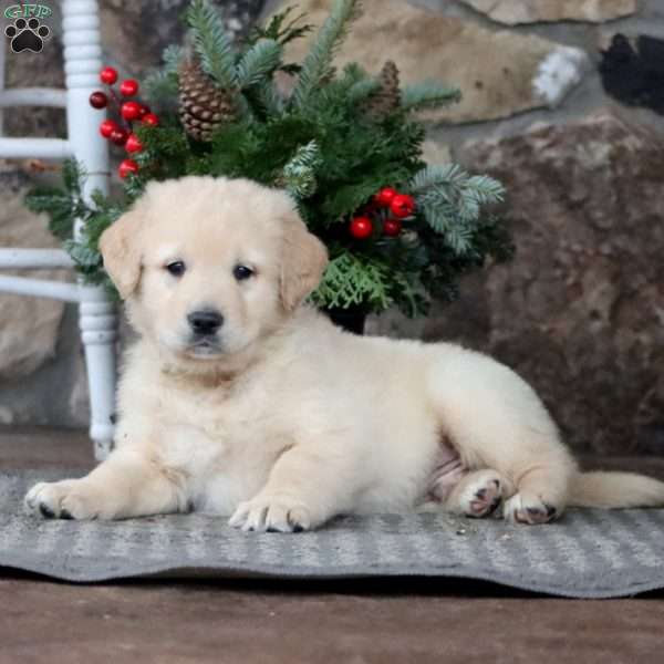 Sport, Golden Retriever Mix Puppy