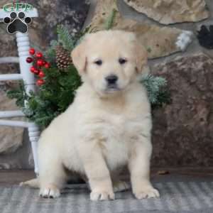 Sport, Golden Retriever Mix Puppy