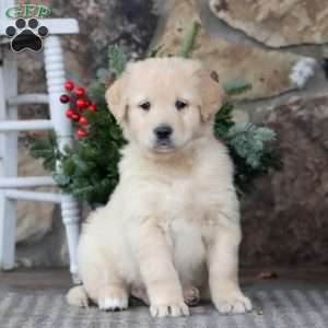 Sport, Golden Retriever Mix Puppy