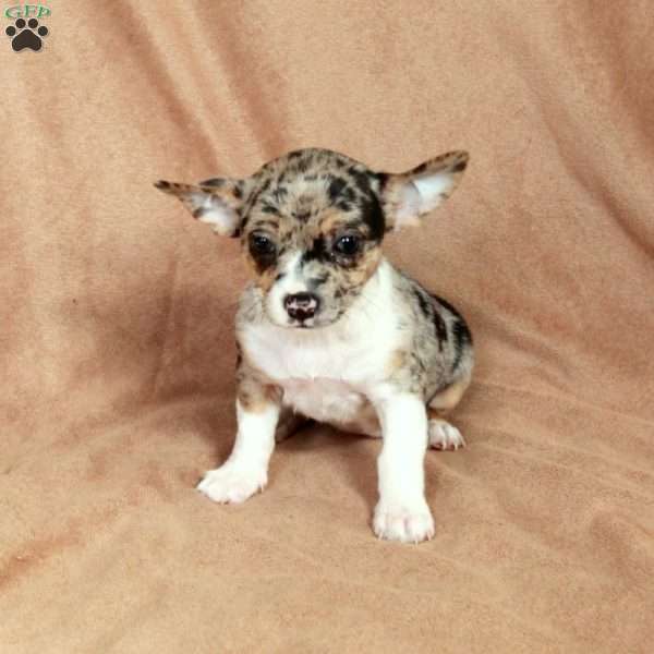 Spotty, Chihuahua Puppy
