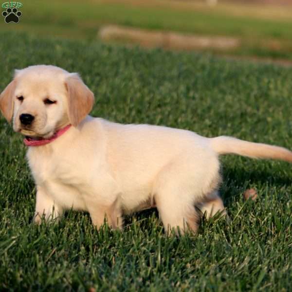 Sprite, Golden Retriever Puppy