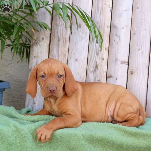 Stacy, Vizsla Puppy