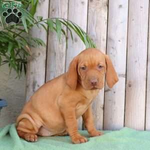 Stacy, Vizsla Puppy