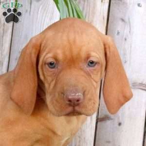 Stacy, Vizsla Puppy