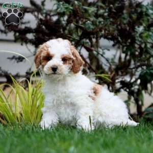 Stacy, Mini Goldendoodle Puppy