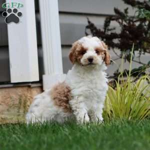Stacy, Mini Goldendoodle Puppy
