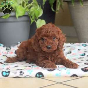 Stan, Miniature Poodle Puppy