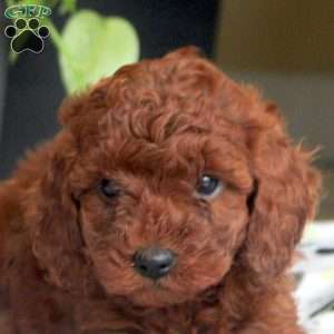 Stan, Miniature Poodle Puppy
