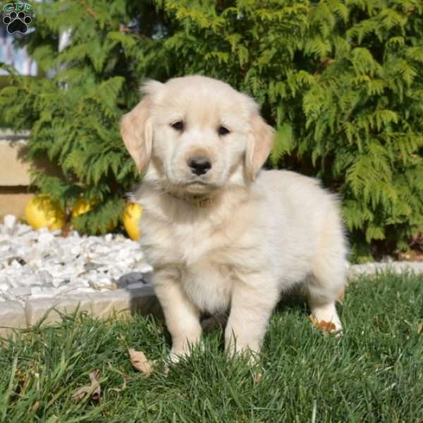 Stanley, Golden Retriever Puppy