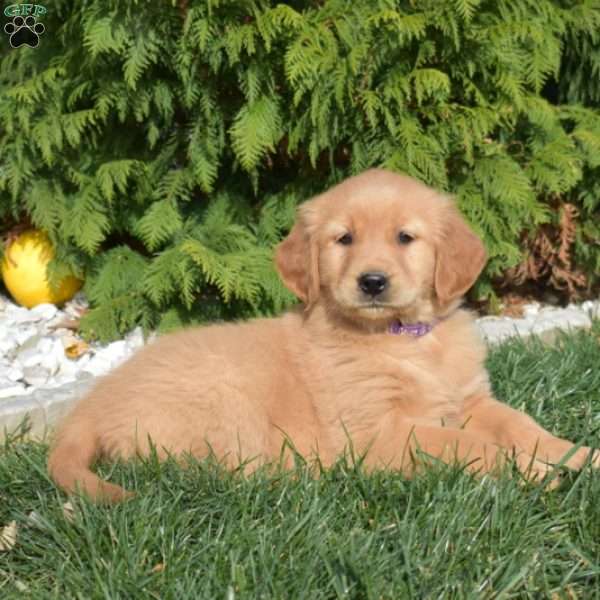Star, Golden Retriever Puppy