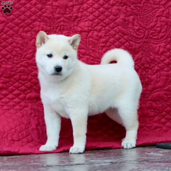 Star, Shiba Inu Puppy