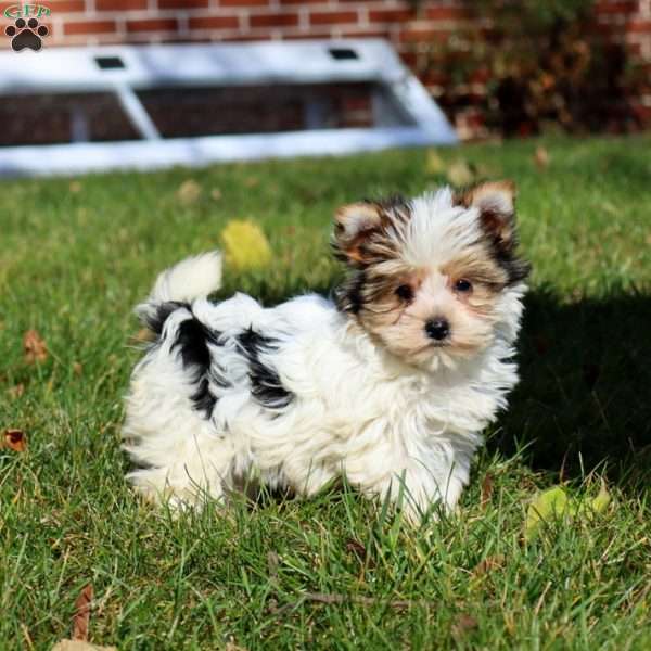 Star, Yorkie Puppy