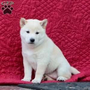 Star, Shiba Inu Puppy