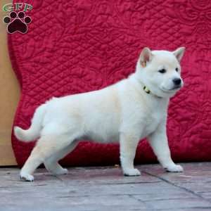 Star, Shiba Inu Puppy