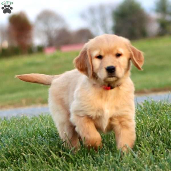 Starbucks, Golden Retriever Puppy