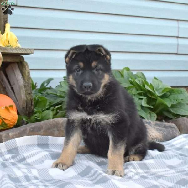 Stella, German Shepherd Puppy
