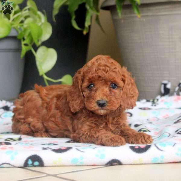 Stella, Miniature Poodle Puppy