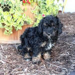 Stella, Cockapoo Puppy