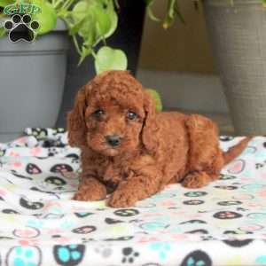 Stella, Miniature Poodle Puppy