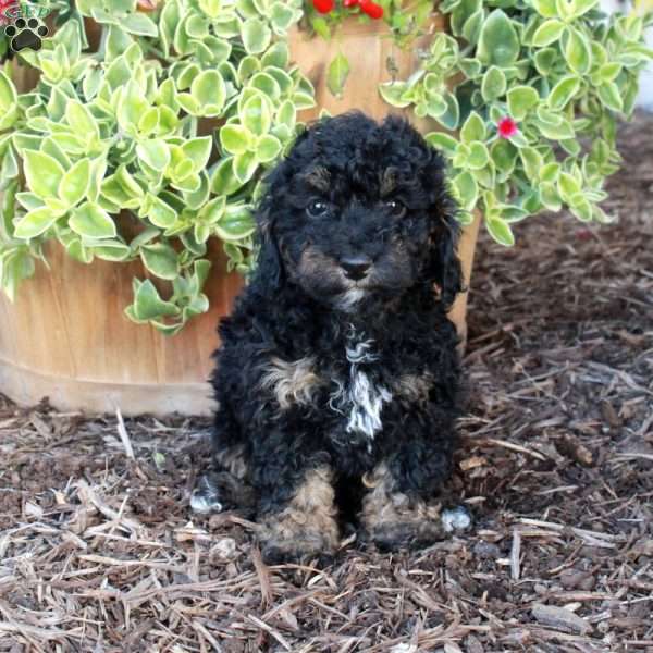 Stella, Cockapoo Puppy
