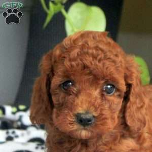 Stella, Miniature Poodle Puppy