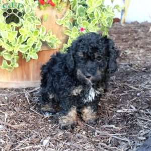 Stella, Cockapoo Puppy