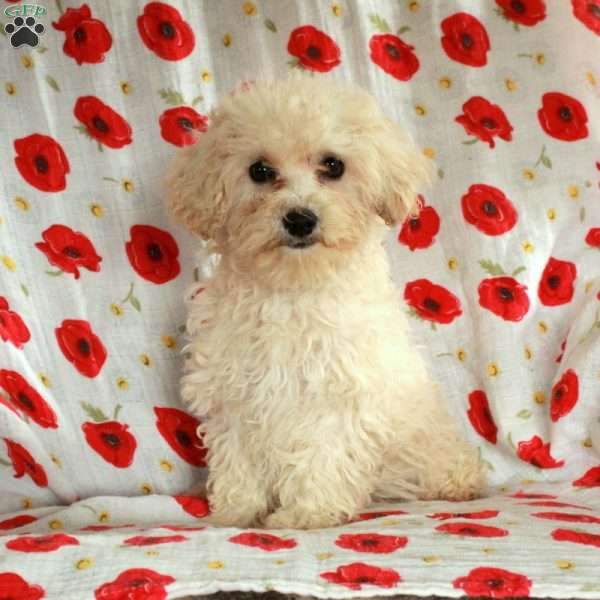 Stephanie, Miniature Poodle Mix Puppy