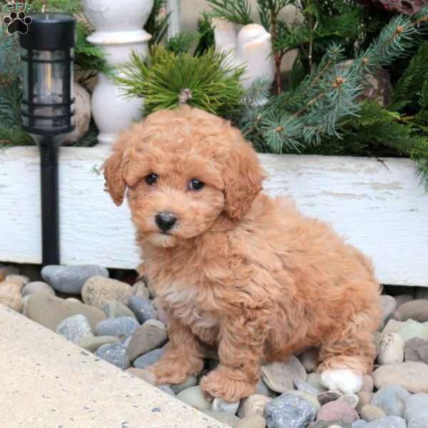 Sterling, Bich-Poo Puppy