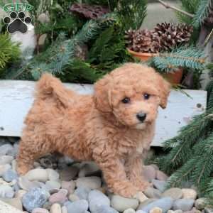 Sterling, Bich-Poo Puppy